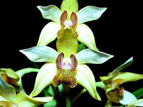 Dendrobium engae